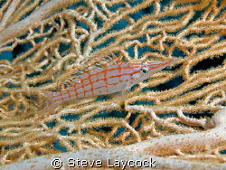long nosed hawkfish posing for once by Steve Laycock 